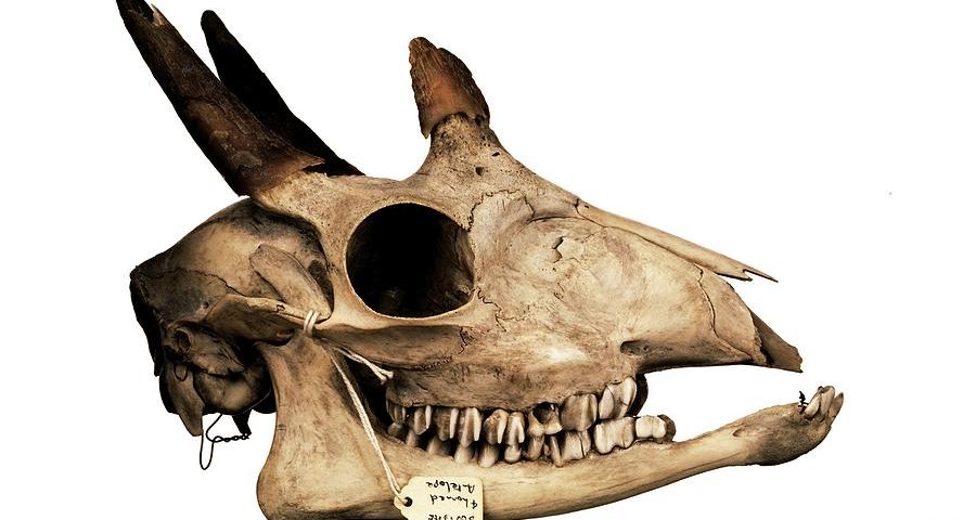 antelope skull