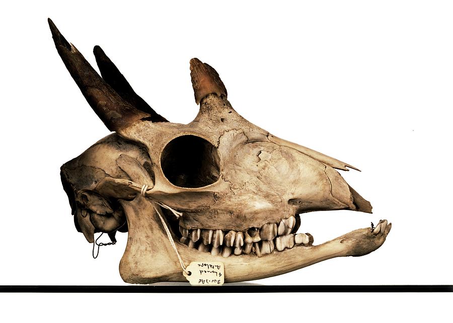 antelope skull